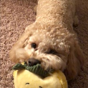 Meet your Posher, Bridget